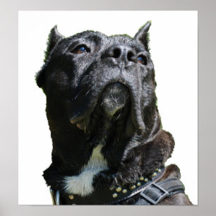 Big Dog Poster