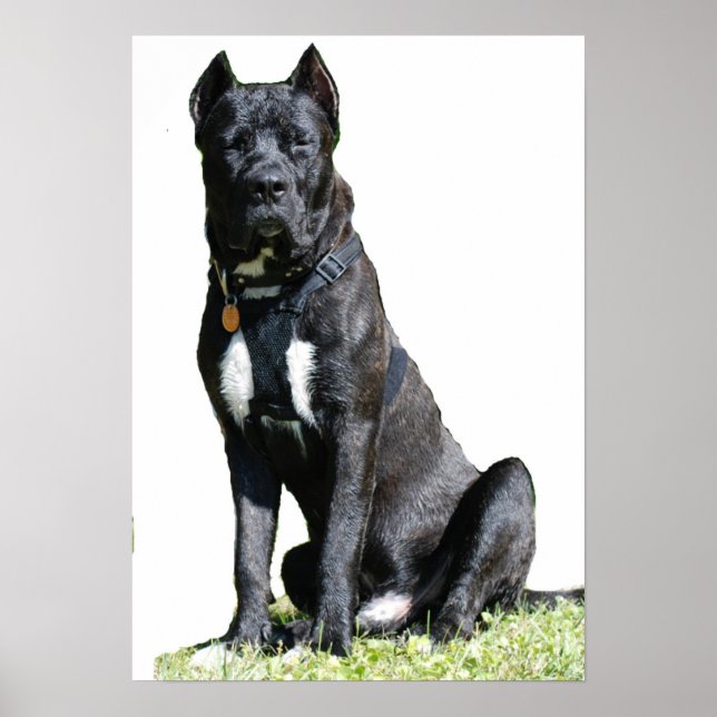 Big Dog Poster (Front)