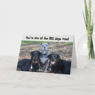 Big Dogs Now Graduation Card