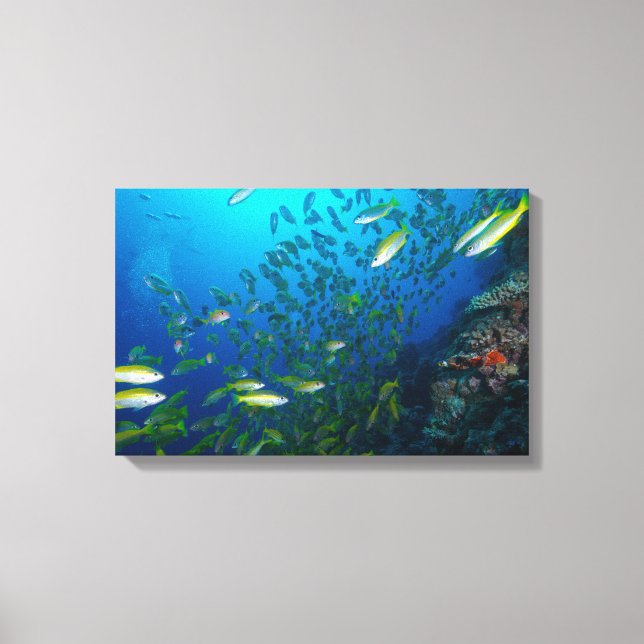 Big Eye Snapper on the Great Barrier Reef Canvas Print (Front)