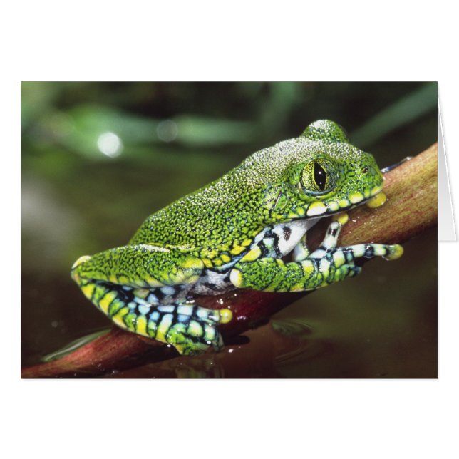 Big Eye Treefrog, Leptopelis vermiculatus, (Devant horizontal)
