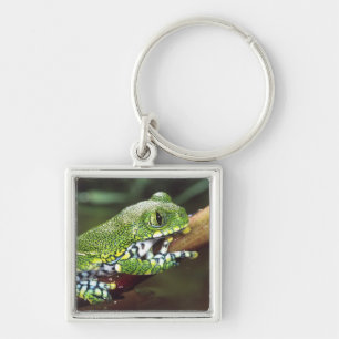Big Eye Treefrog, Leptopelis vermiculatus, Keychain