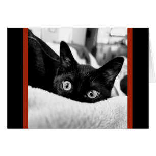 Big-Eyed Kitty, Blank Note Cards
