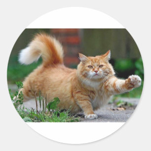 Big Fat Orange Cat Classic Round Sticker