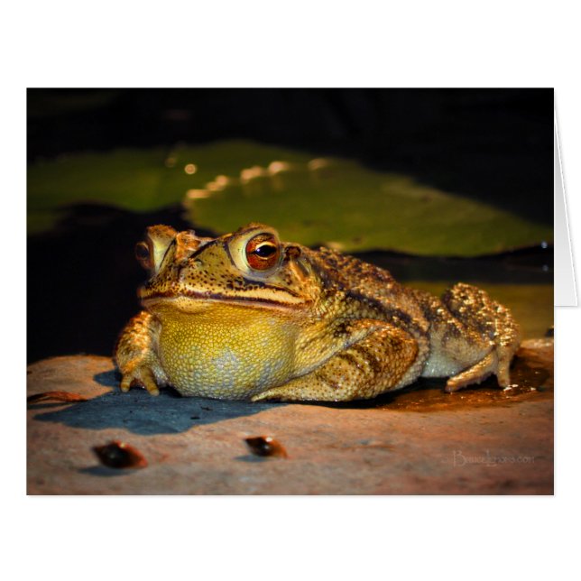 Big Fat Toad (Front Horizontal)
