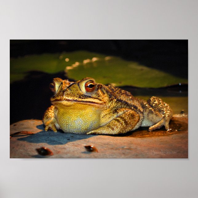 Big Fat Toad Poster (Front)