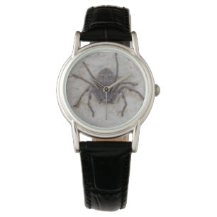 Big Female Huntsman Spider, Watch