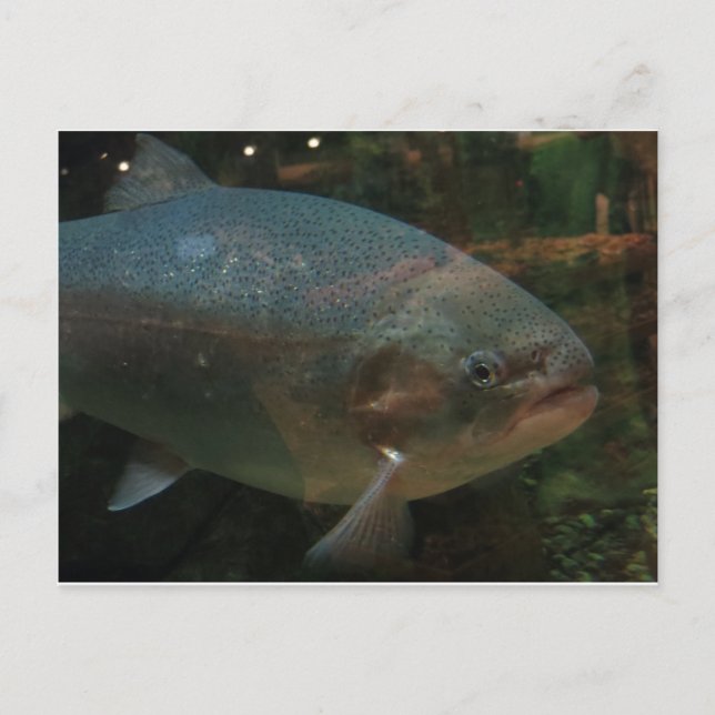 Big Fish Postcard (Front)