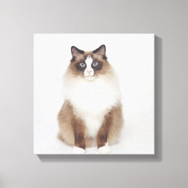 Big Furry Cat Canvas Print (Front)