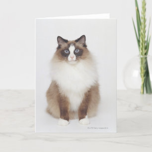 Big Furry Cat Card