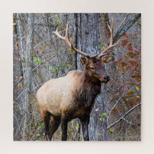 Big Game Hunter - Bull Elk - 20x20 inch Jigsaw Puzzle (Vertical)