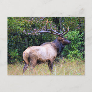 Big Game Hunter - Bull Elk - Postcard