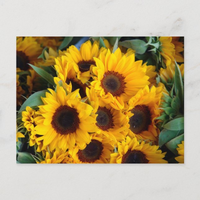 Big giant sunflowers postcard (Front)
