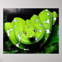 Big green boa snake canvas