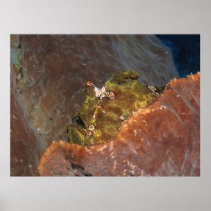 Big Green Frogfish Poster