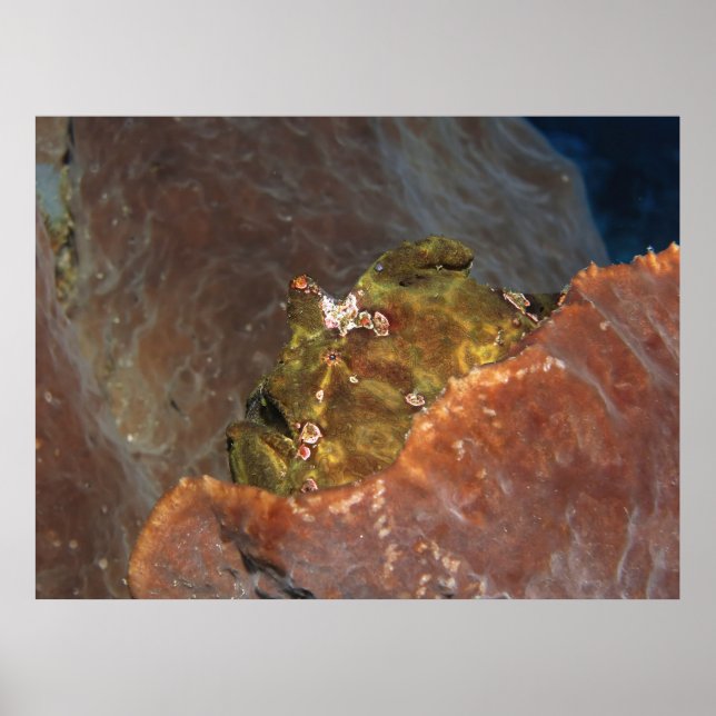 Big Green Frogfish Poster (Front)