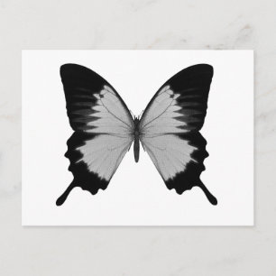 Big Grey & Black Butterfly Postcard