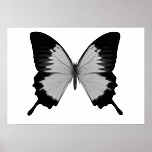 Big Grey & Black Butterfly Poster
