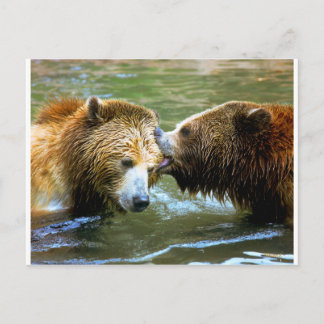 Big Grizzly Bear Kiss Postcard