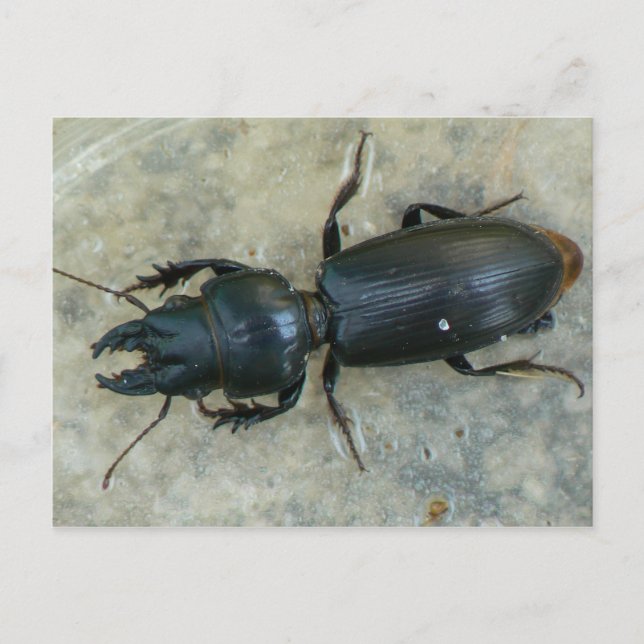 Big-headed Ground Beetle Postcard (Front)
