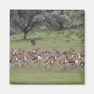big herd of Springbock, Antidorcas marsupialis, Magnet
