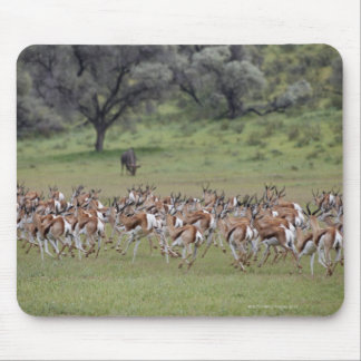 big herd of Springbock, Antidorcas marsupialis, Mouse Pad