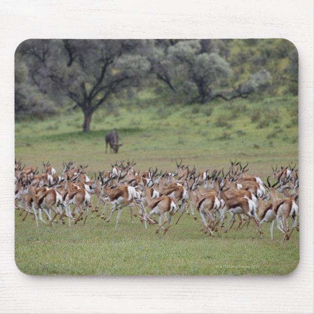 big herd of Springbock, Antidorcas marsupialis, Mouse Pad (Front)