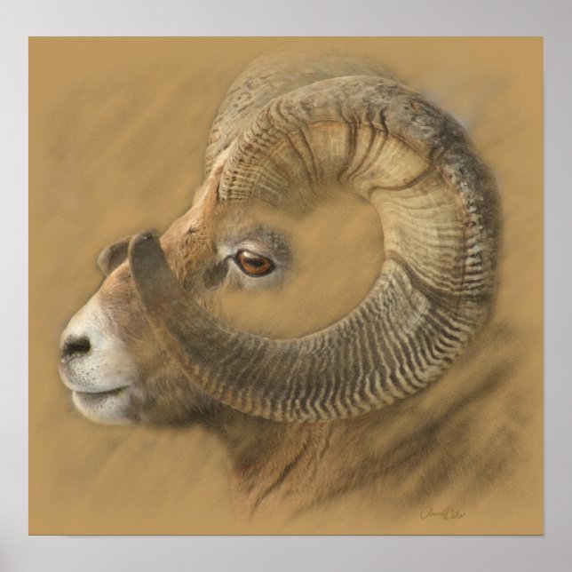 Big Horn Chalk Drawing Poster (Front)