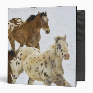 Big Horn Mountains, Horses running in the snow Binder