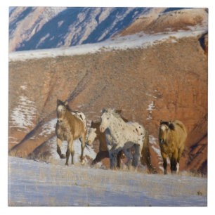 Big Horn Mountains, Horses running Tile
