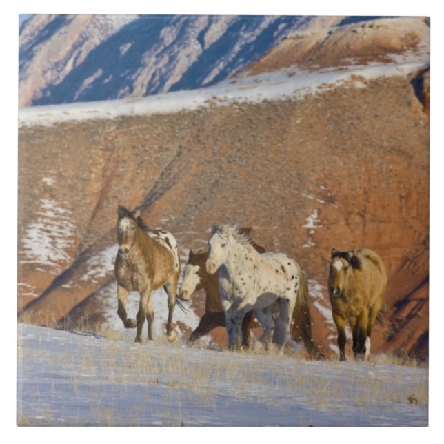 Big Horn Mountains, Horses running Tile (Front)