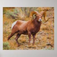 Big Horn Ram