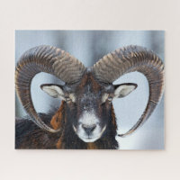 Big Horn Ram Sheep - Mouflon