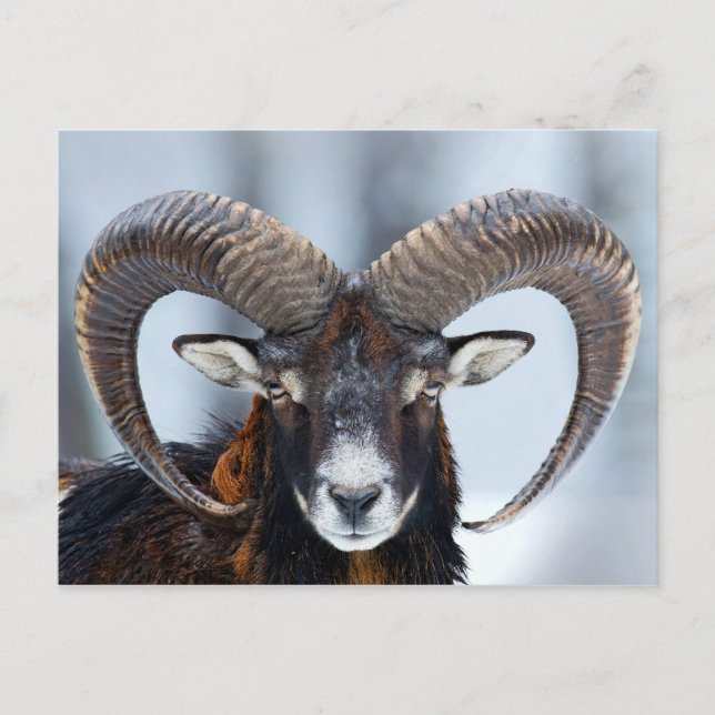 Big Horn Ram Sheep - Mouflon Postcard (Front)