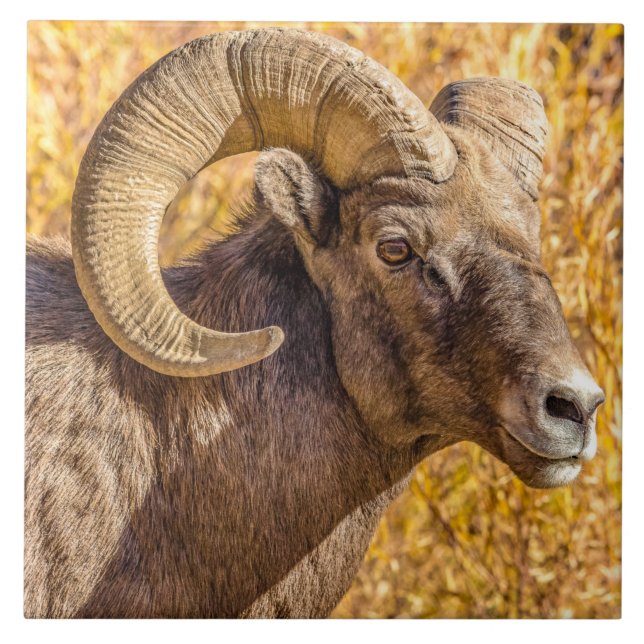 Big Horn Ram Tile (Front)