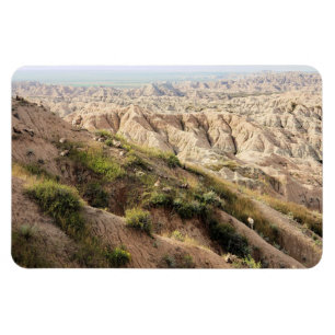 Big Horn Sheep at Badlands National Park, SD Magnet