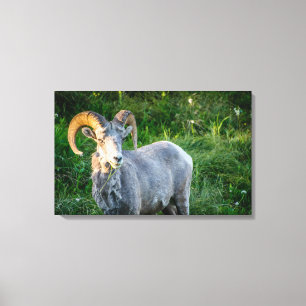 Big horn sheep canvas print