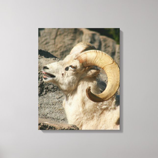 Big Horn Sheep Laughing Canvas Print (Front)