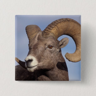 big horn sheep, mountain sheep, Ovis canadensis, 2 Inch Square Button