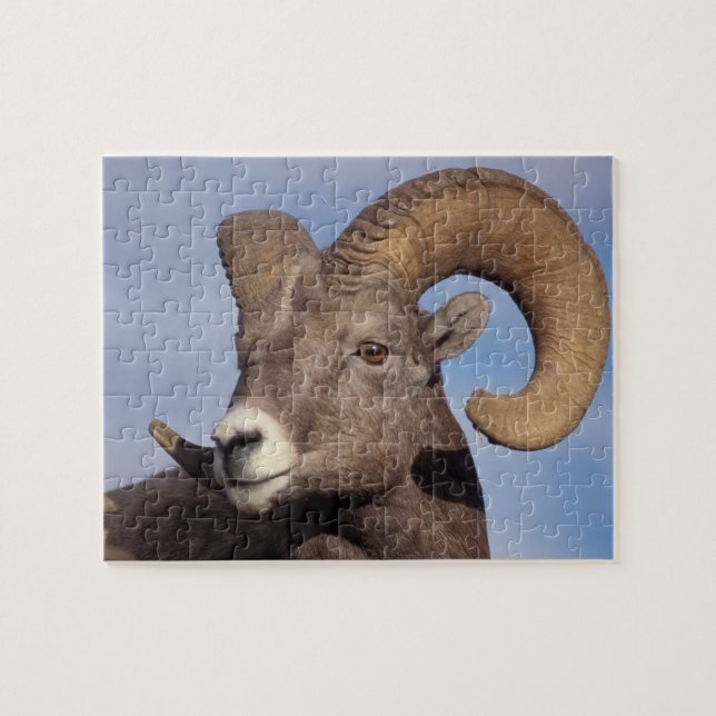 big horn sheep, mountain sheep, Ovis canadensis, Jigsaw Puzzle (Horizontal)