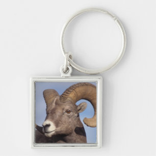 big horn sheep, mountain sheep, Ovis canadensis, Keychain