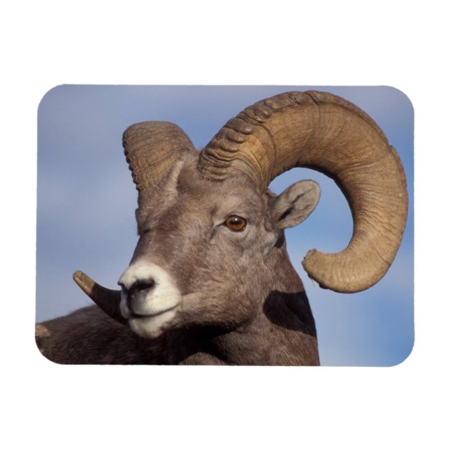big horn sheep, mountain sheep, Ovis canadensis, Magnet (Horizontal)