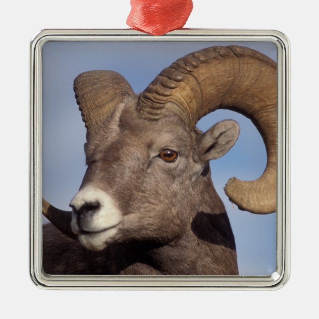 big horn sheep, mountain sheep, Ovis canadensis, Metal Ornament (Front)