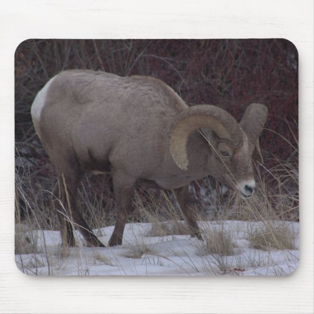 Big Horn Sheep Mouse Pad (Front)