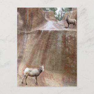 Big Horn Sheep Postcard
