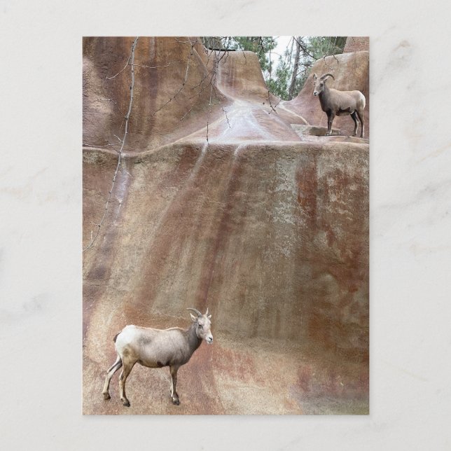 Big Horn Sheep Postcard (Front)