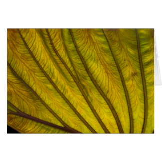 Big Leaf