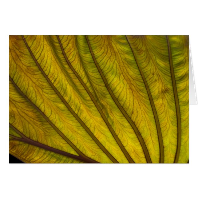 Big Leaf (Front Horizontal)