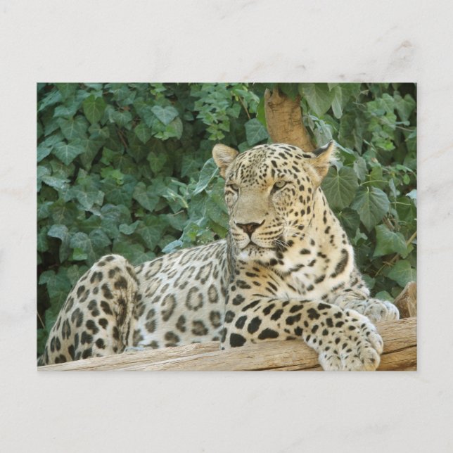 Big Leopard Resting On A Tree Log Postcard (Front)