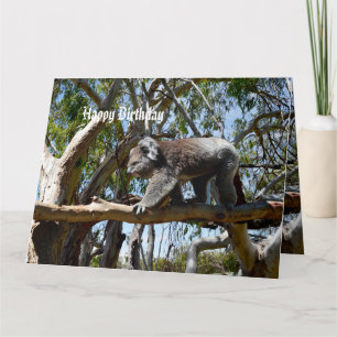 Big Male Koala Bear Tightrope Walker, Big Birthday Card